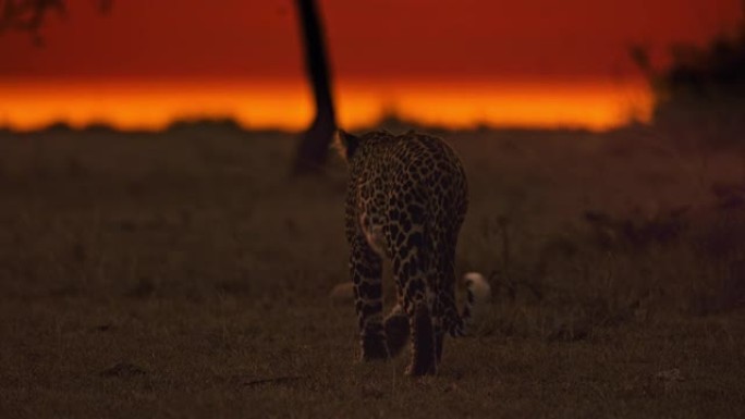 慢动作豹子走在日落野外野生动物保护区