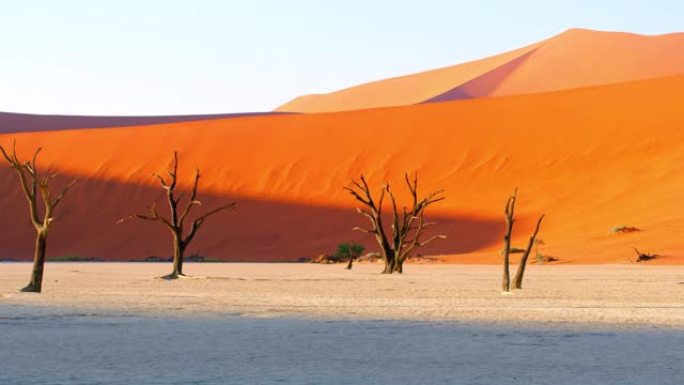 早上，白土和风景秀丽的沙丘上的树木。纳米比亚、非洲