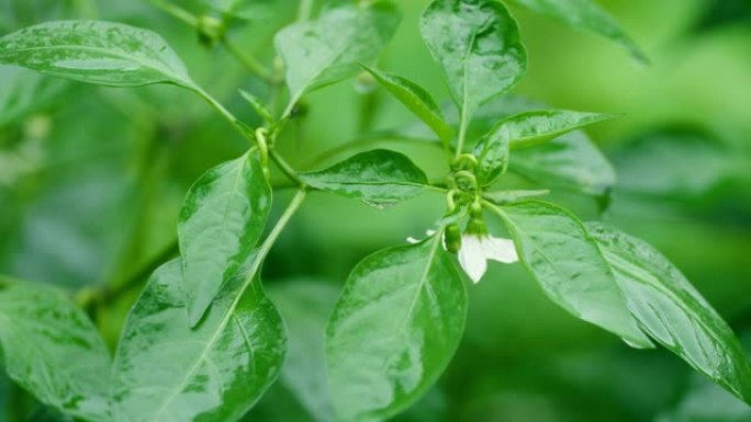 辣椒植物的花绿植绿草小草