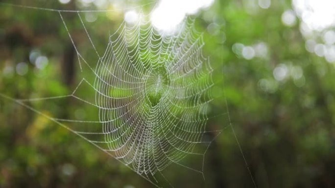 自然界中的蜘蛛网蛛网森林蜘蛛网
