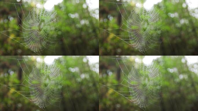 自然界中的蜘蛛网蛛网森林蜘蛛网