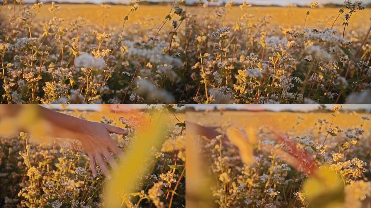 在阳光明媚的农村田野中近距离触摸开花的荞麦