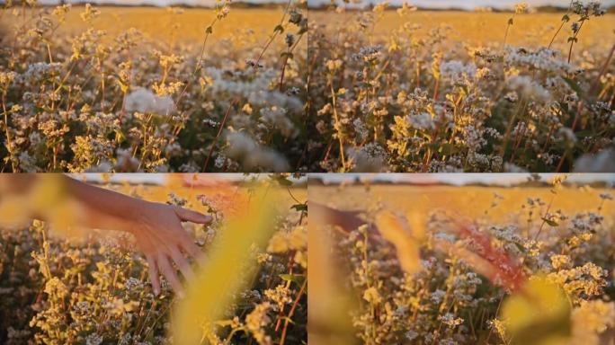 在阳光明媚的农村田野中近距离触摸开花的荞麦
