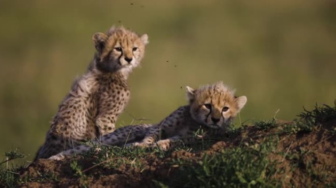 非洲大草原白蚁丘上可爱的年轻猎豹幼崽的慢动作特写前视