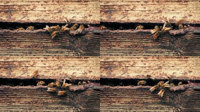 蜂巢，蜜蜂嗡嗡作响