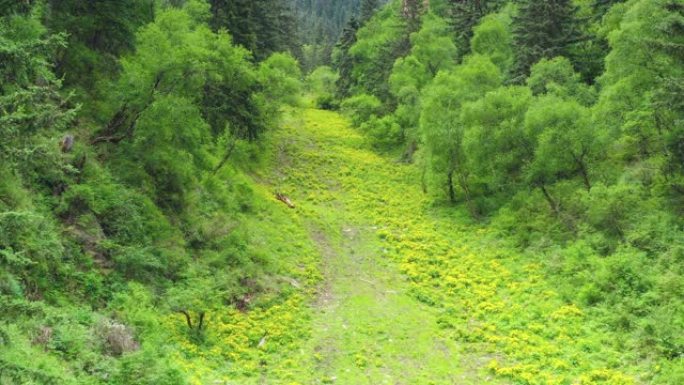 甘南的山谷里到处都是黄色的野花