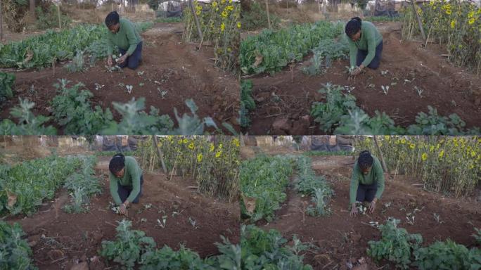 在非正式定居点 (棚户区) 的一个小社区花园里，一名黑人非洲妇女种植蔬菜幼苗的全景