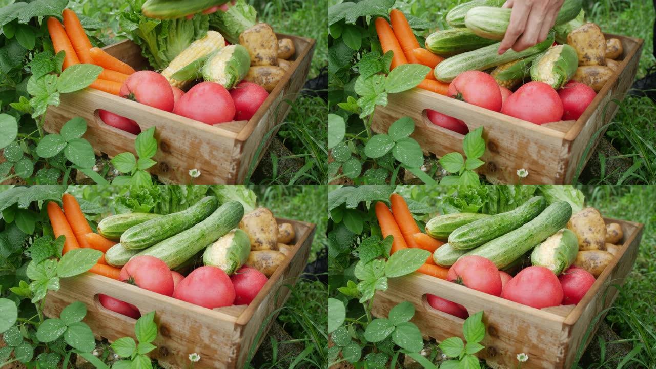 在木箱中收获新鲜有机蔬菜