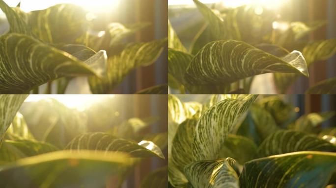 特写镜头，DOF: 生长茂密的Philodendron White Wave的惊人条纹叶子