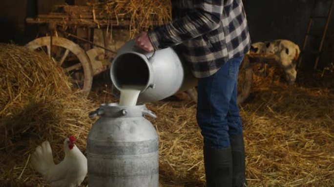 年轻男性农场主的电影特写镜头正在将新鲜牛奶倒入用于生物乳制品行业的罐装罐中，背景是母鸡和小牛。
