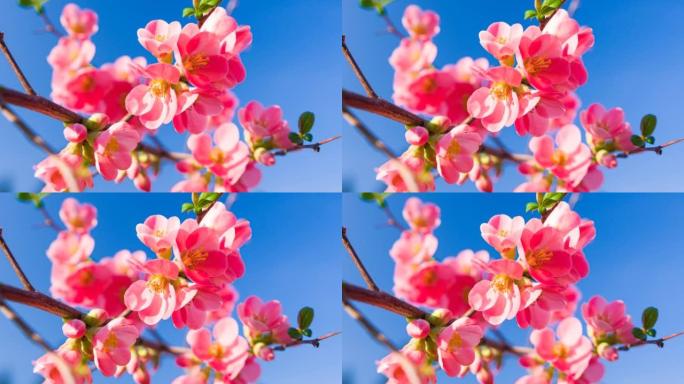 春天樱桃树枝上充满活力的粉红色樱花的特写镜头，花瓣蓬松
