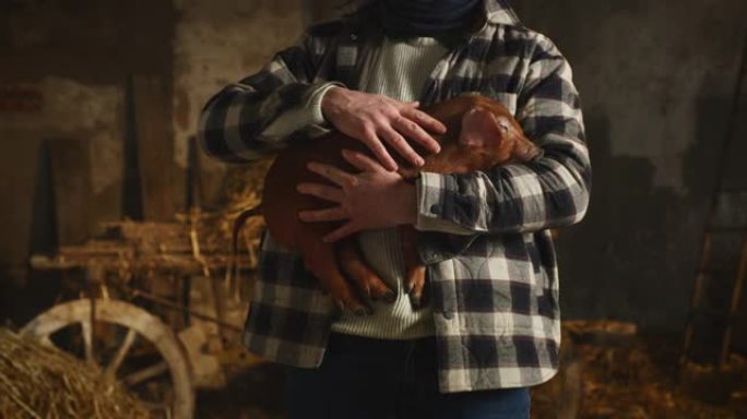年轻的男性农民的电影镜头是用爱和关怀爱抚生态生长的新生棕色仔猪，用于农村养猪场猪圈的生物正品产品行业
