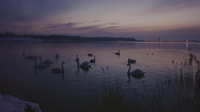 漂浮在湖上的天鹅夜晚晚上湖水湖面一群
