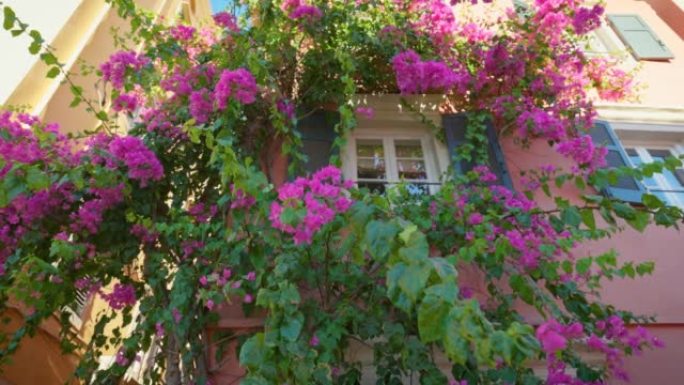 房子的窗户装饰着华丽的树和粉红色的花朵。克基拉镇-希腊科孚岛首府。希腊鲜花酒店门面。万向节射击，4K