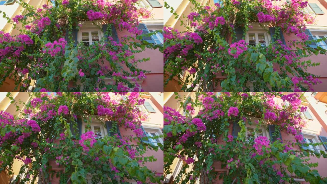 房子的窗户装饰着华丽的树和粉红色的花朵。克基拉镇-希腊科孚岛首府。希腊鲜花酒店门面。万向节射击，4K