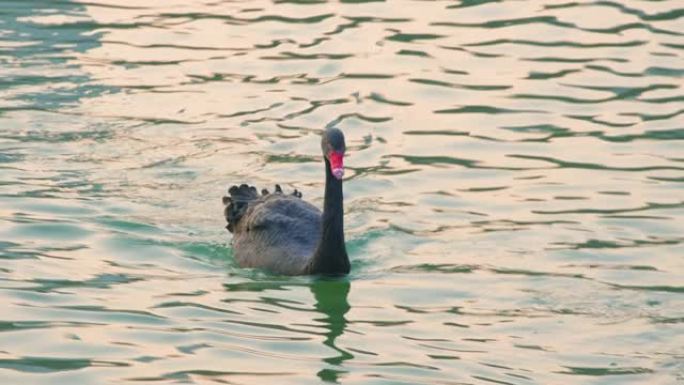 黑天鹅在水中游泳波浪流水