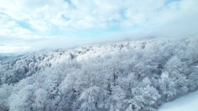 空中: 在丘陵景观和被新鲜雪覆盖的林木上飞行