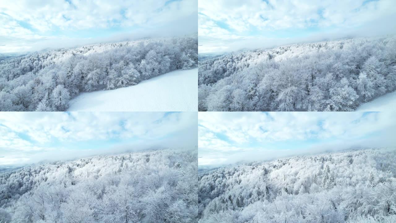 空中: 在丘陵景观和被新鲜雪覆盖的林木上飞行