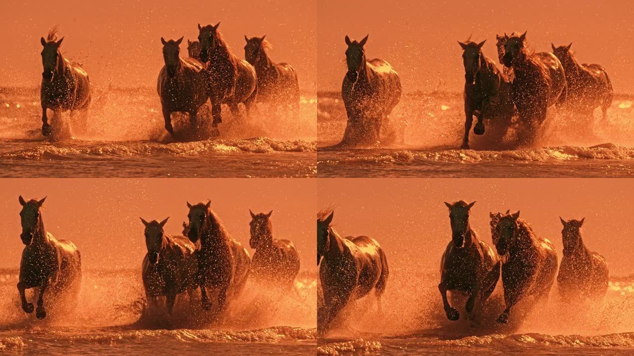 超级慢动作马匹在日出时在海洋中奔跑和飞溅