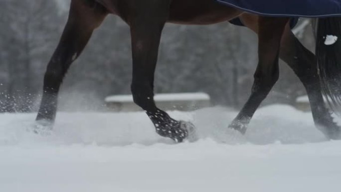 特写: 无法识别的人骑着马在白雪皑皑的草地上慢跑。