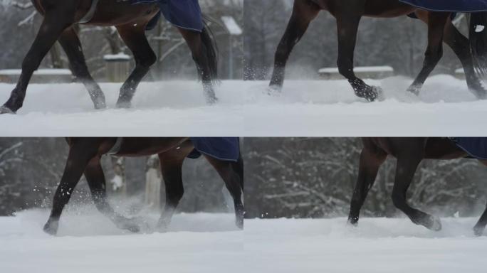 特写: 无法识别的人骑着马在白雪皑皑的草地上慢跑。