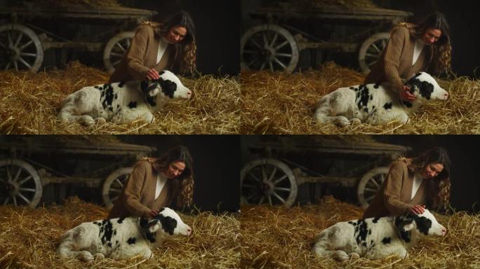 在乡村奶牛场的牛棚马stable中，年轻的女农场主的电影镜头正以爱与关怀的方式爱抚着生态生长的新生小