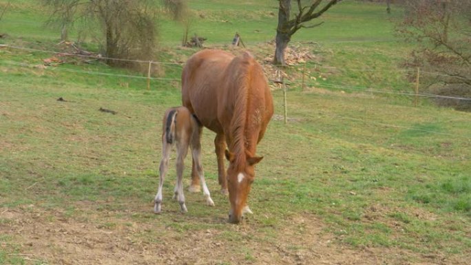 特写: 新生马在牧场放牧时以母亲的牛奶为食