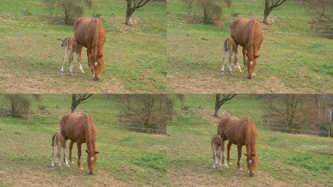 特写: 新生马在牧场放牧时以母亲的牛奶为食