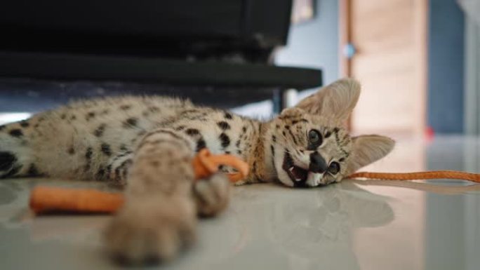 非洲serval小猫厌倦了玩耍