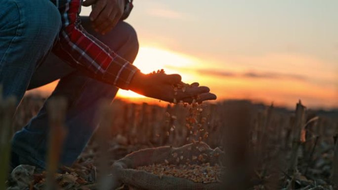 时间扭曲效应农民在日落时检查玉米种子