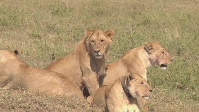 特写: 幼狮和母狮扫描风景秀丽的塞伦盖蒂公园寻找猎物。