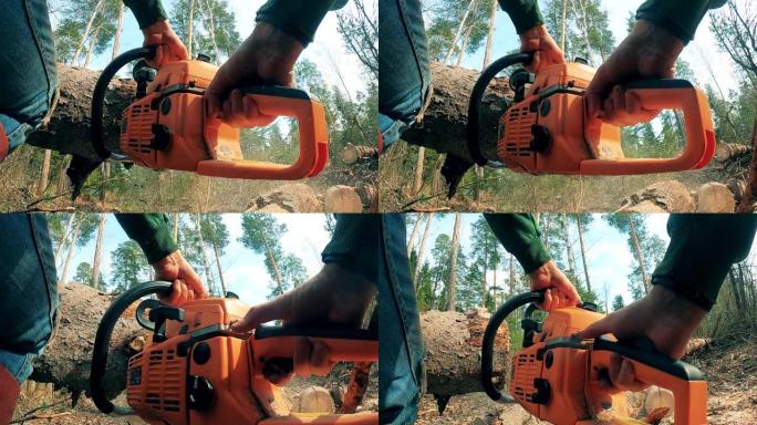 林业工人正在用力锯砍伐木材