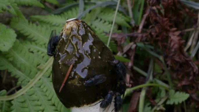 宏观: 以正在生长的阴茎蘑菇为食的苍蝇的电影镜头。