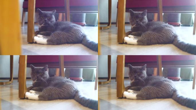 猫躺在地板上萌宠视频素材