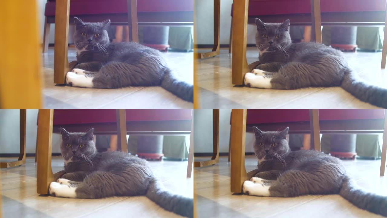 猫躺在地板上萌宠视频素材