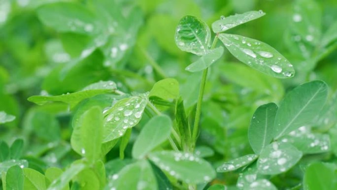 落雨花生叶落雨花生叶下雨