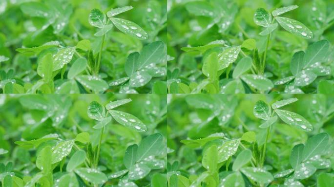 落雨花生叶落雨花生叶下雨