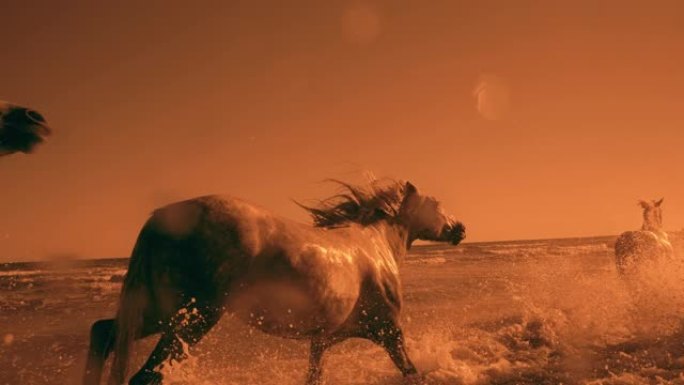 慢动作马在阳光明媚的海浪中奔跑和飞溅