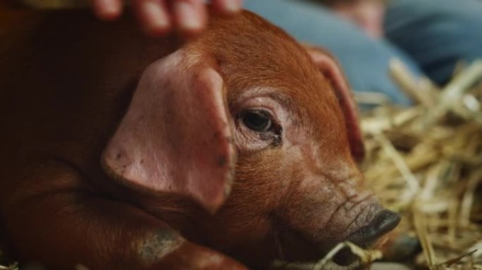 年轻男性农民的电影特写镜头正以爱和关怀爱抚生态生长的新生小牛，用于农村奶牛场牛棚的生物正品奶制品行业