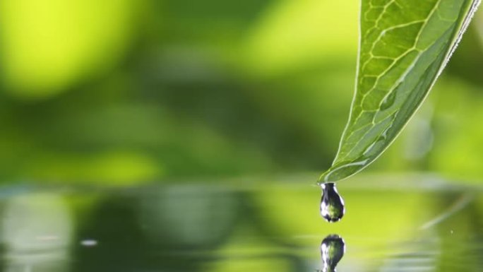 水滴慢慢落下，从绿叶溅到湖面。绿水飞溅自然背景。雨滴落入池塘，夏季小雨