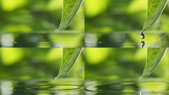 水滴慢慢落下，从绿叶溅到湖面。绿水飞溅自然背景。雨滴落入池塘，夏季小雨