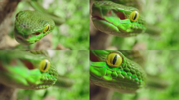 SLO MO Extreme特写镜头，绿色蛇在树枝上攀爬