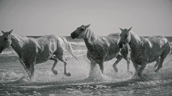 超级慢动作美丽的马在阳光明媚的海洋冲浪中奔跑