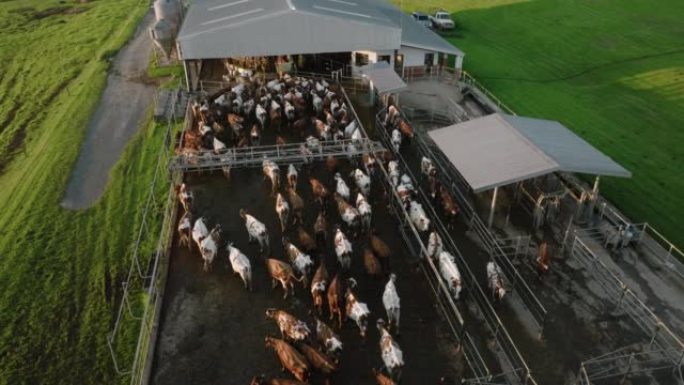 在大型商业奶牛场等待挤奶的艾尔郡奶牛的特写鸟瞰图。负责温室气体排放的牲畜为气候变化做出了贡献