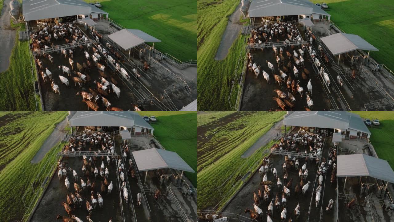 在大型商业奶牛场等待挤奶的艾尔郡奶牛的特写鸟瞰图。负责温室气体排放的牲畜为气候变化做出了贡献