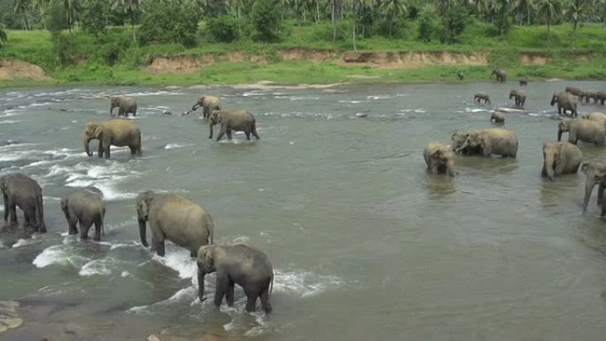 河流中的大象动物园野生动物保护生物多样性