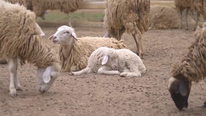 成群的绵羊以各种姿势放牧，坐着和睡觉。