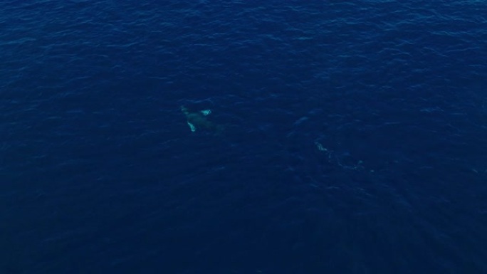 在深蓝色的海洋中与母牛和小牛犊游泳时座头鲸破坏的鸟瞰图