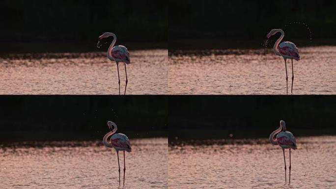 超级慢动作粉色火烈鸟日出时在水中摇晃湿头