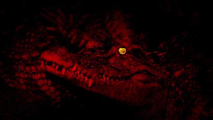 鳄鱼红色与发光的眼睛特写
